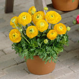 Piciorul Cocosului (Ranunculus) galben - 3 bulbi per ghiveci - VERDENA-17 cm inaltime, livrat in ghiveci de 1 l