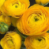 Piciorul Cocosului (Ranunculus) galben - 3 bulbi per ghiveci - VERDENA-17 cm inaltime, livrat in ghiveci de 1 l