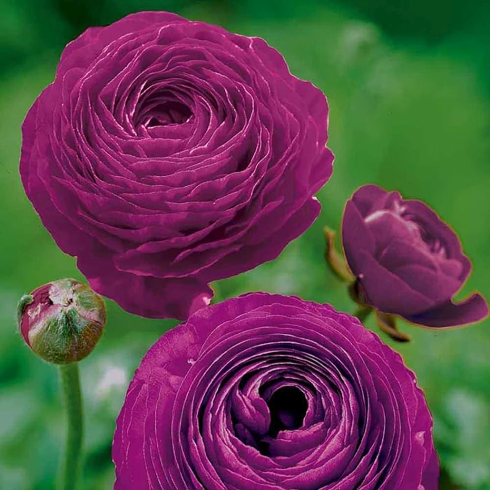 Piciorul Cocosului (Ranunculus) mov - 3 bulbi per ghiveci - VERDENA-17 cm inaltime, livrat in ghiveci de 1 l