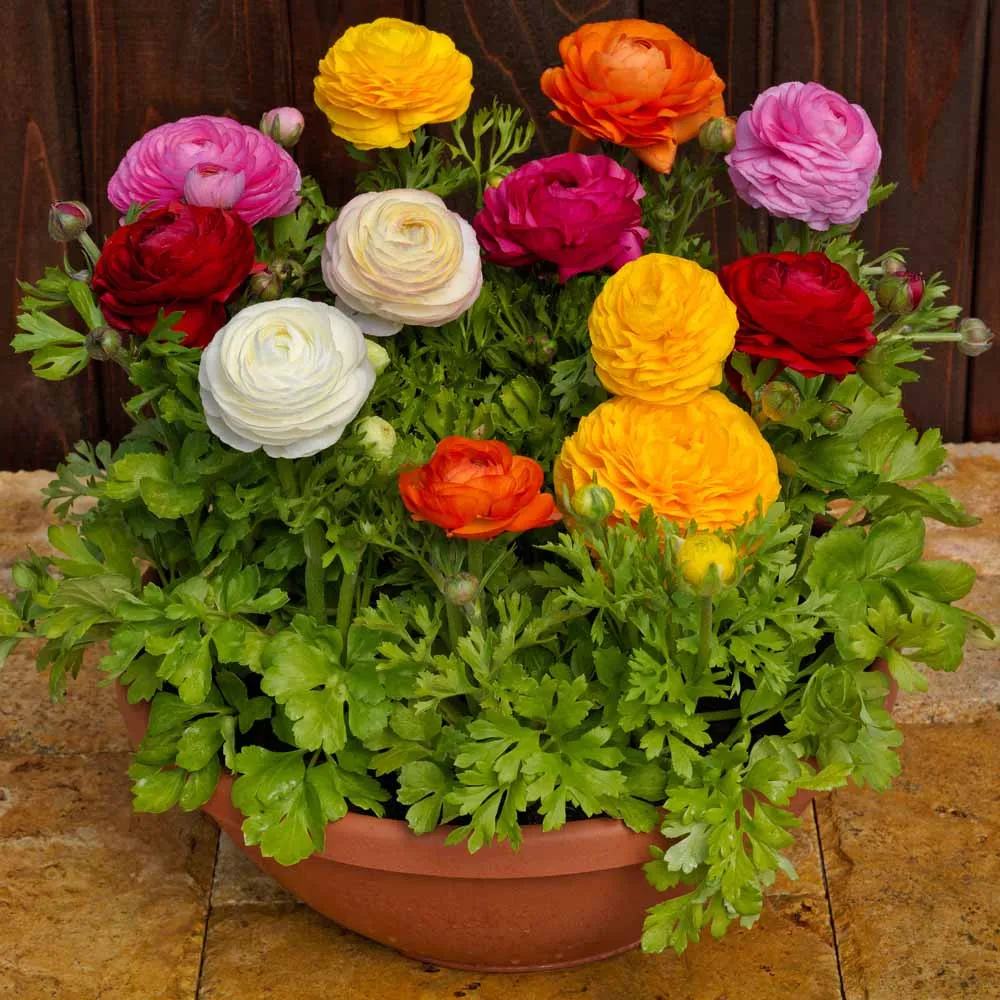 Piciorul Cocosului (Ranunculus) roz - 3 bulbi per ghiveci - VERDENA-17 cm inaltime, livrat in ghiveci de 1 l