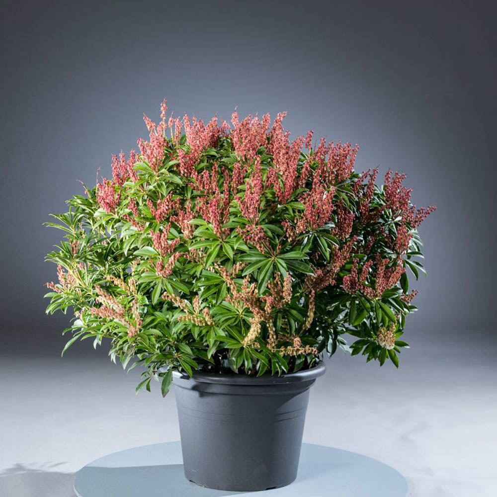 Black Friday - Reduceri Pieris Cupido Promotie