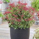 Black Friday - Reduceri Pieris Cupido Promotie