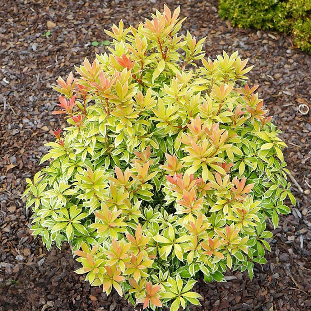 Plante Ornamentale in Ghiveci | Accente Decorative | Verdena.ro