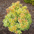 Pieris Little Goldy, cu frunze aurii