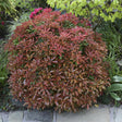 Black Friday - Reduceri Pieris Japonez Mountain Fire, cu frunze rosii-aprins Promotie