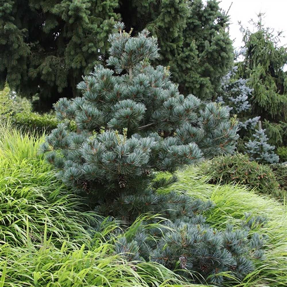 Pin alb japonez Pinus parviflora Negishi - VERDENA-30 cm inaltime, livrat in ghiveci de 4 l