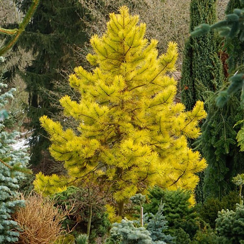 Pin Scotian Aurea (pinus sylvestris) | Verdena – VERDENA