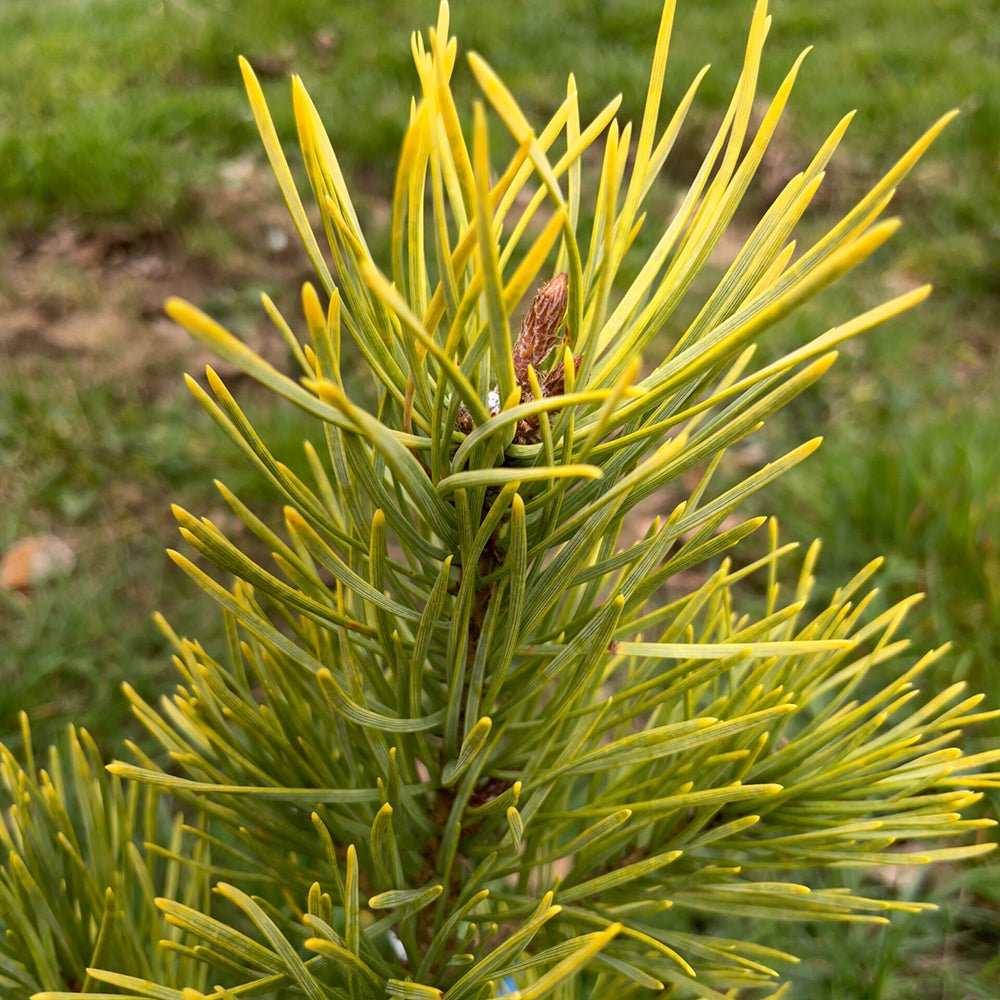 Pin Scotian Aurea (pinus sylvestris) | Verdena – VERDENA