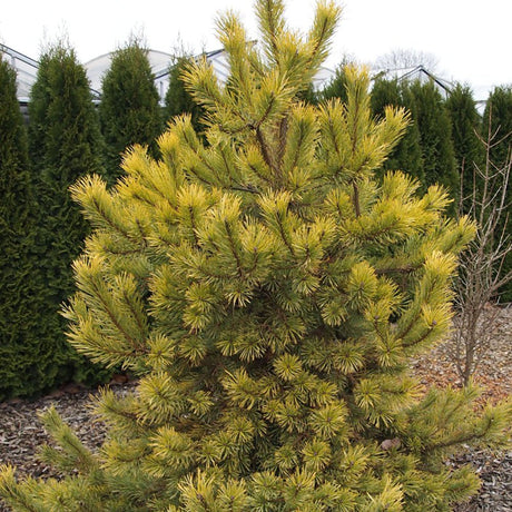 Black Friday - Reduceri Pin Scotian Aurea (pinus sylvestris), cu ace aurii Promotie