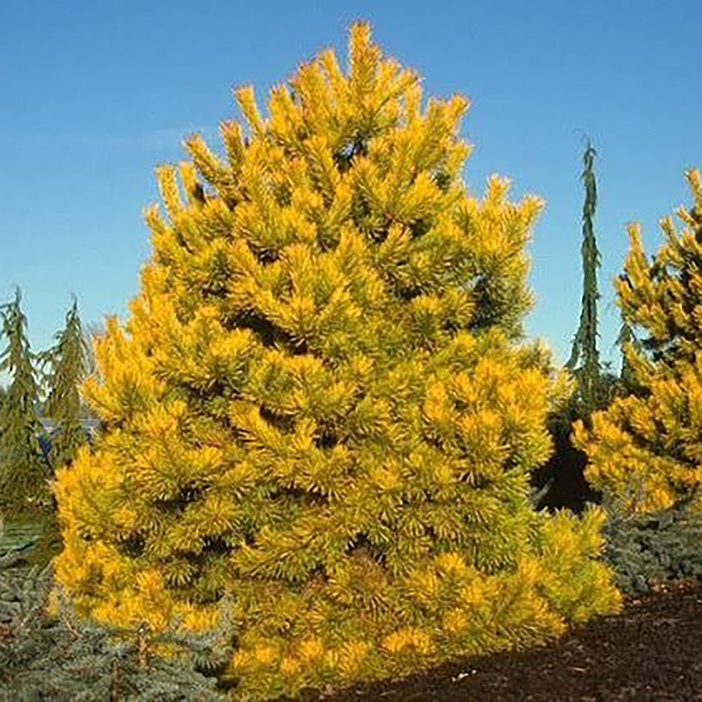 Pin Scotian Aurea (pinus sylvestris) | Verdena – VERDENA