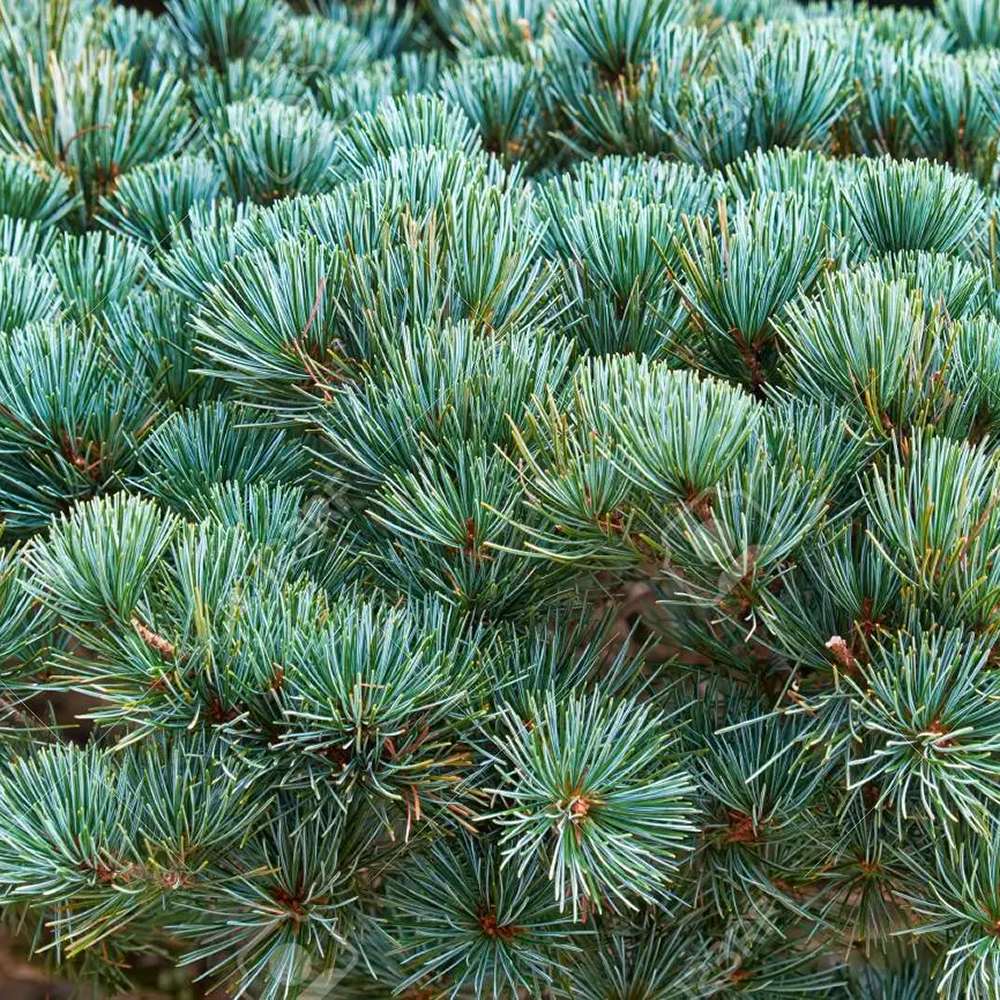 Pin Bonsai Pinus parviflora 'Negishi' - VERDENA-45 cm inaltime, livrat in ghiveci de 6 l