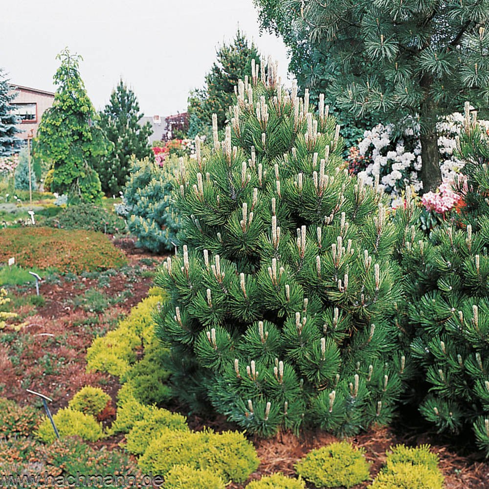 Pin Bosniac Piramidal (Pinus Heldreichii) Compact Gem - VERDENA-livrat in ghiveci de 3 l