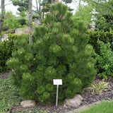 Pin Bosniac Piramidal (Pinus Heldreichii) Compact Gem - VERDENA-livrat in ghiveci de 3 l
