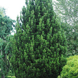 Pin Bosniac Piramidal (Pinus Heldreichii) Compact Gem - VERDENA-livrat in ghiveci de 3 l