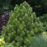 Pin Bosniac Piramidal (Pinus Heldreichii) Compact Gem - VERDENA-livrat in ghiveci de 3 l