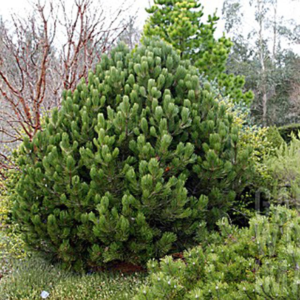 Pin Bosniac Piramidal (Pinus Heldreichii) Compact Gem - VERDENA-livrat in ghiveci de 3 l