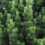 Pin Bosniac Piramidal (Pinus Heldreichii) Compact Gem - VERDENA-livrat in ghiveci de 3 l