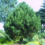 Pin Bosniac Piramidal (Pinus Heldreichii) Compact Gem - VERDENA-livrat in ghiveci de 3 l