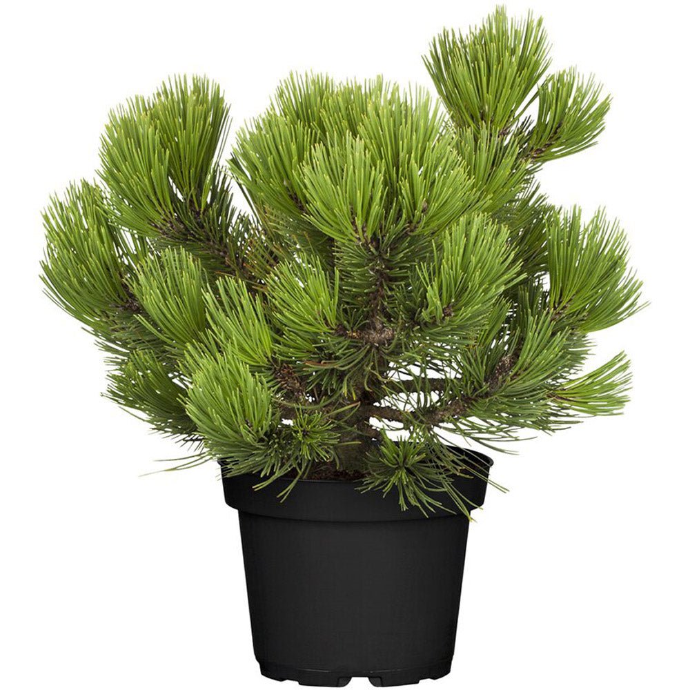 Pin Bosniac Piramidal (Pinus Heldreichii) Compact Gem - VERDENA-livrat in ghiveci de 3 l