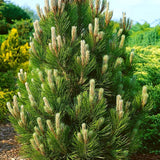 Pin Bosniac Piramidal (Pinus Heldreichii) Compact Gem - VERDENA-livrat in ghiveci de 3 l