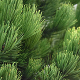 Pin Bosniac Piramidal (Pinus Heldreichii) Compact Gem - VERDENA-livrat in ghiveci de 3 l