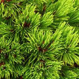 Pin Bosniac Pitic (Pinus heldreichii) Smidtii - VERDENA-20-25 cm inaltime, livrat in ghiveci de 5 l