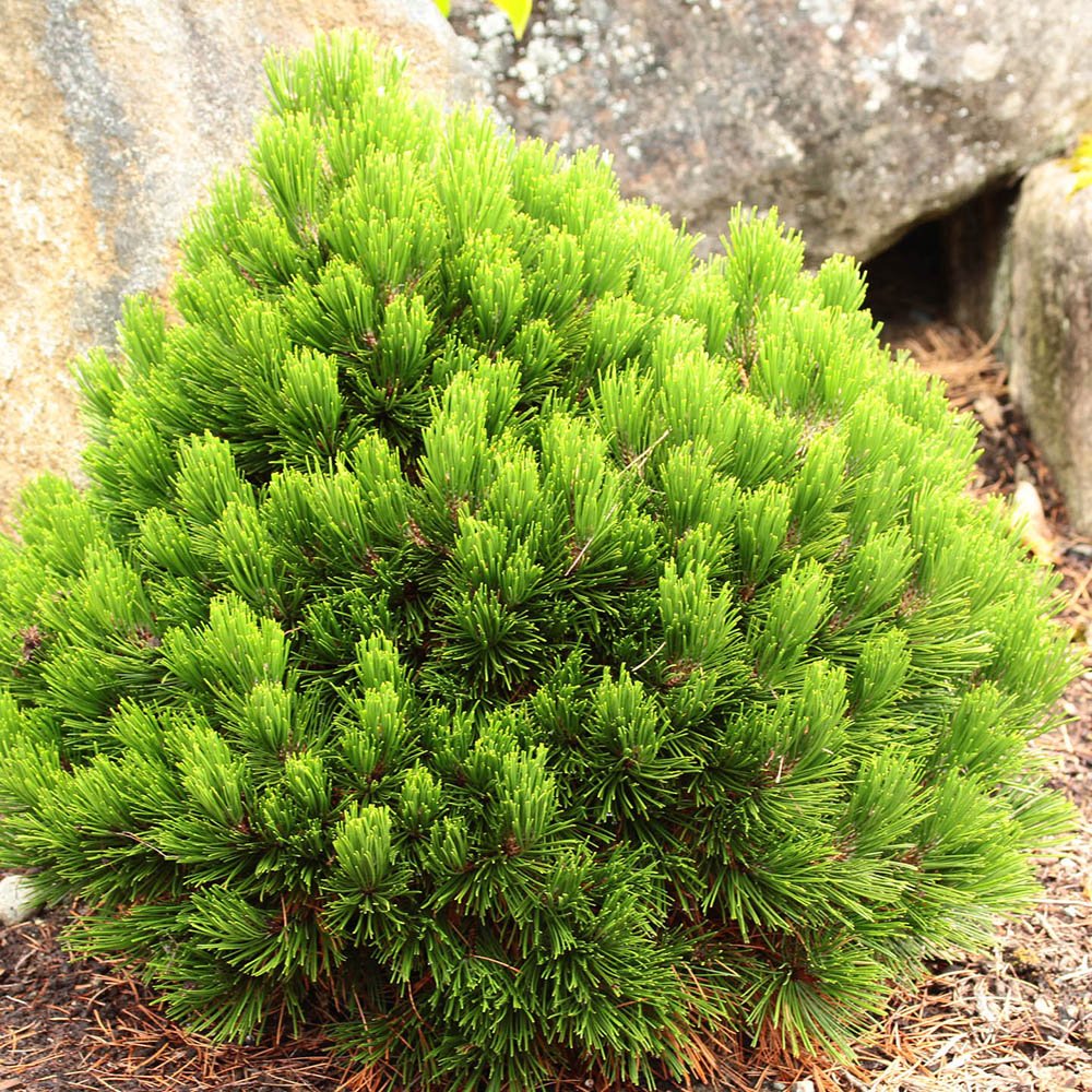 Pin Bosniac Pitic (Pinus heldreichii) Smidtii - VERDENA-20-25 cm inaltime, livrat in ghiveci de 5 l