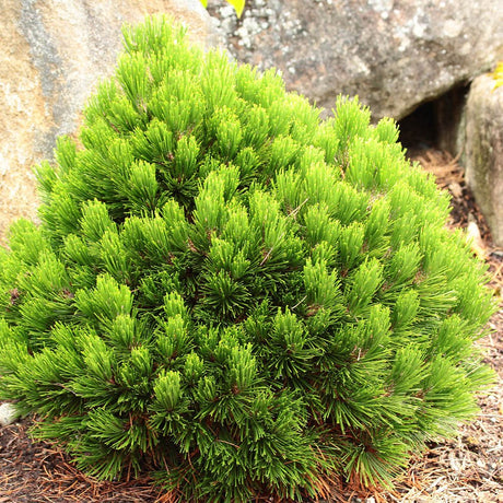 Pin Bosniac Pitic (Pinus heldreichii) Smidtii - VERDENA-20-25 cm inaltime, livrat in ghiveci de 5 l