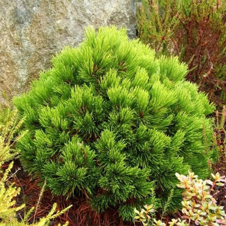 Pin Bosniac Pitic (Pinus heldreichii) Smidtii - VERDENA-20-25 cm inaltime, livrat in ghiveci de 5 l