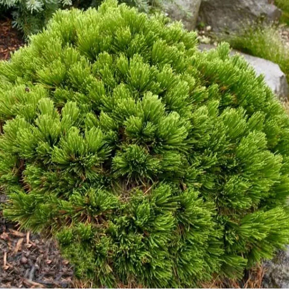 Pin Bosniac Pitic (Pinus heldreichii) Smidtii - VERDENA-20-25 cm inaltime, livrat in ghiveci de 5 l