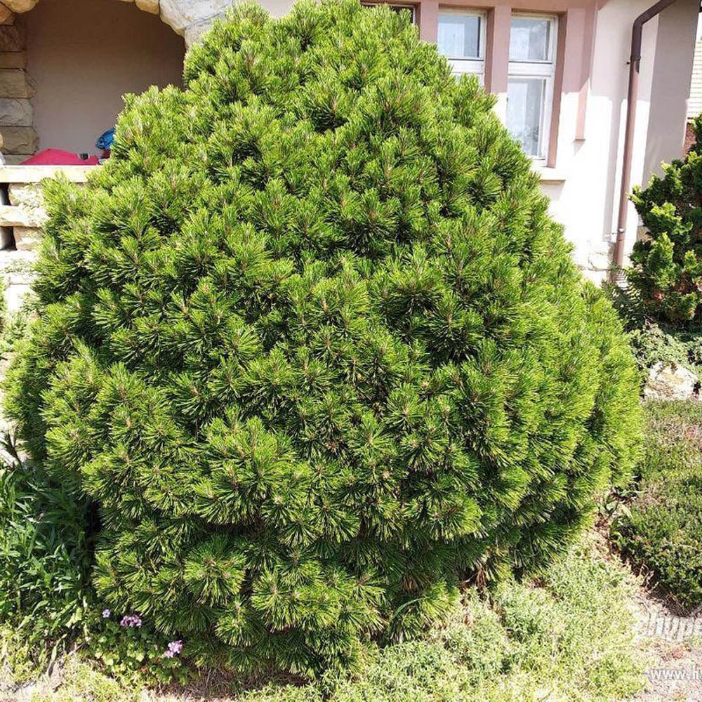 Pin Bosniac Pitic (Pinus heldreichii) Smidtii - VERDENA-20-25 cm inaltime, livrat in ghiveci de 5 l