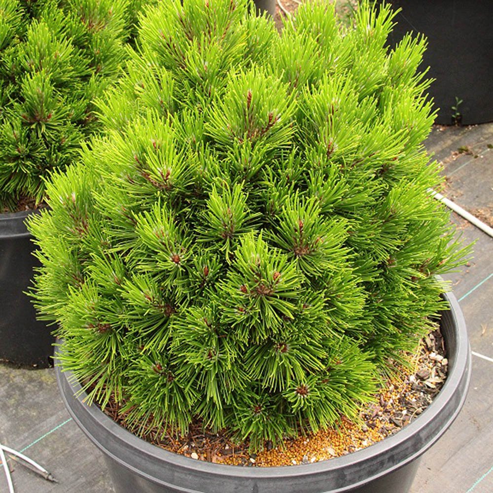 Pin Bosniac Pitic (Pinus heldreichii) Smidtii | Verdena