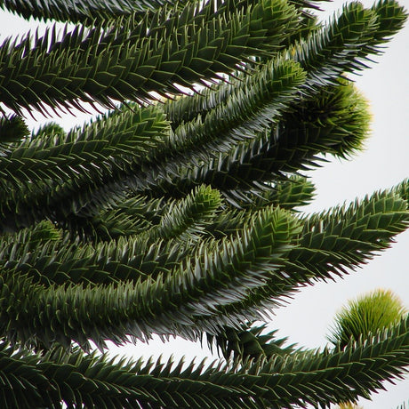 Pin Chilian (Araucaria Araucana)