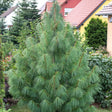 Pin de Himalaya (Pinus Wallichiana) - VERDENA-60-80 cm inaltime, livrat in ghiveci de 15 l