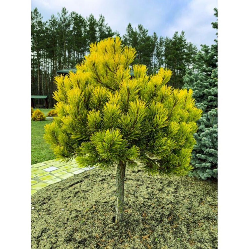 Pin Copcc Pin de Munte auriu (Jneapan) Winter Gold - Tip copac | Verdena – VERDENA