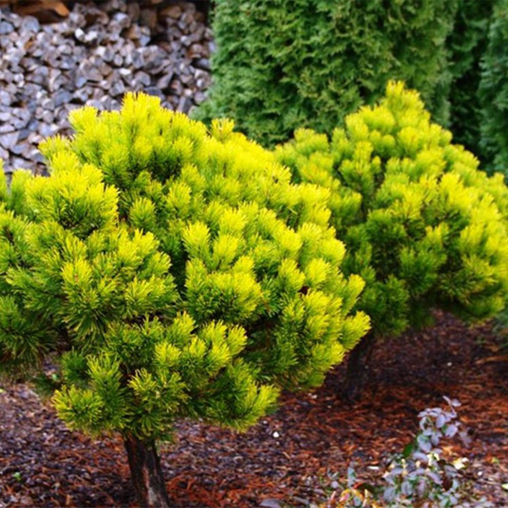 Pin Copcc Pin de Munte auriu (Jneapan) Winter Gold - Tip copac | Verdena – VERDENA