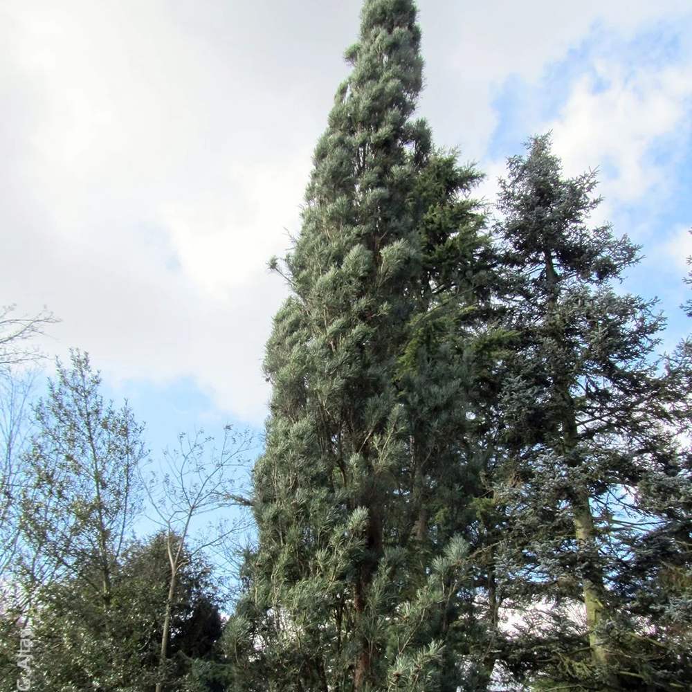 Pin de padure Fastigiata | Verdena – VERDENA