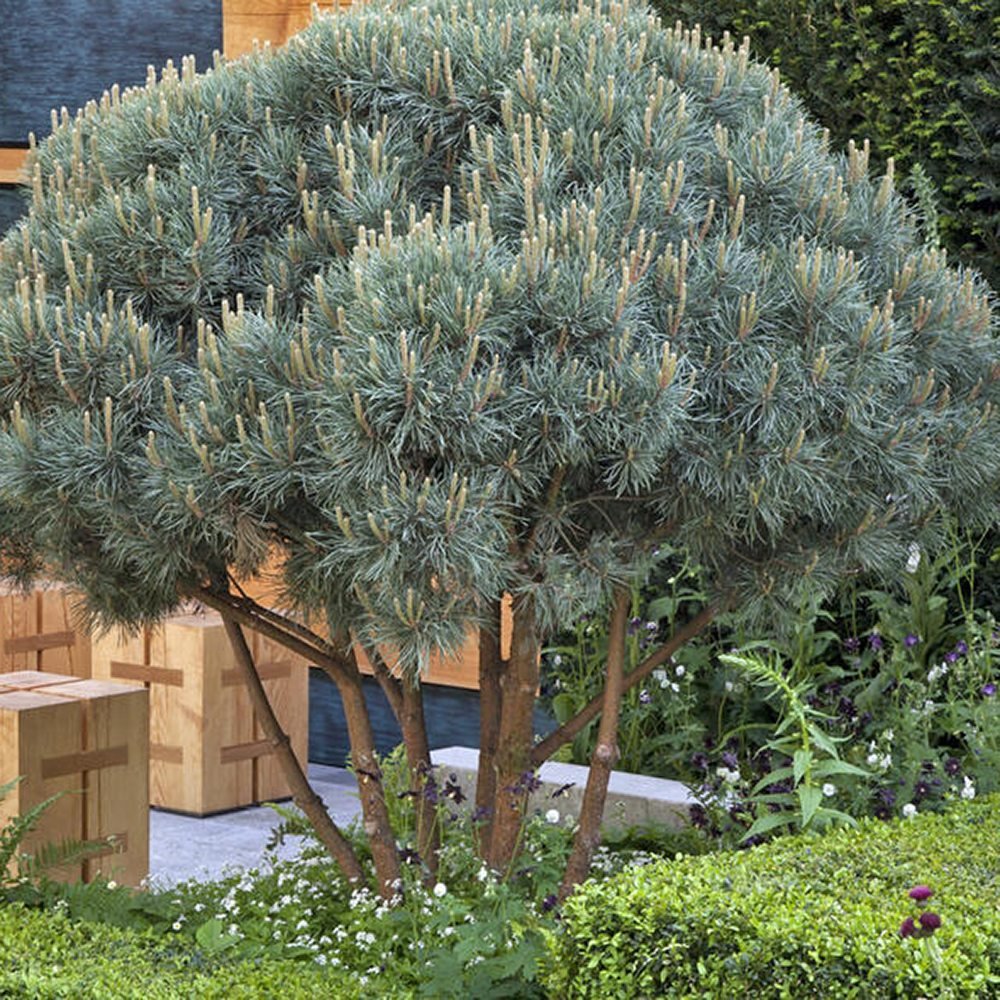 Pin de Padure Watereri Copac (Pinus Sylvestris Watereri) - VERDENA-20-30 cm inaltime, livrat in ghiveci de 6 l
