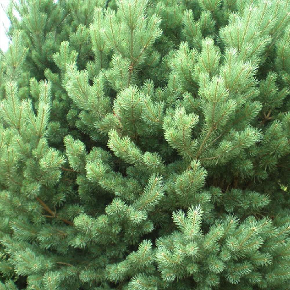 Pin de Padure Watereri Piramidal (Pinus Sylvestris Watereri) - VERDENA-Planta matura de 170 cm inaltime, livrat in ghiveci de 40 l