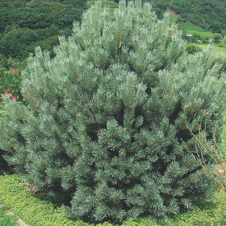 Pin de Padure Watereri Piramidal (Pinus Sylvestris Watereri) - VERDENA-Planta matura de 170 cm inaltime, livrat in ghiveci de 40 l