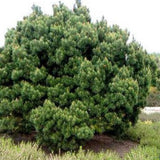 Pin de Padure Watereri Piramidal (Pinus Sylvestris Watereri)- Planta matura - VERDENA-170 cm inaltime, livrat in ghiveci de 49 l