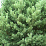 Pin de Padure Watereri Tip Tufa (Pinus Sylvestris Watereri) - VERDENA-30 cm inaltime, livrat in ghiveci de 4 l