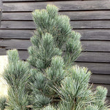 Pin Elvetian Albastru (Pinus Cembra Glauca) - VERDENA-livrat in ghiveci de 2 l