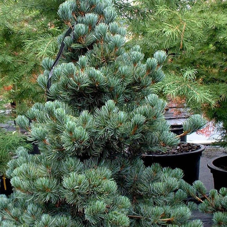 Pin Elvetian Albastru (Pinus Cembra Glauca) - VERDENA-livrat in ghiveci de 2 l