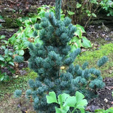 Pin Japonez Albastru (Pinus Parvifolia Glauca) - VERDENA-30-40 cm inaltime, livrat in ghiveci de 5 l