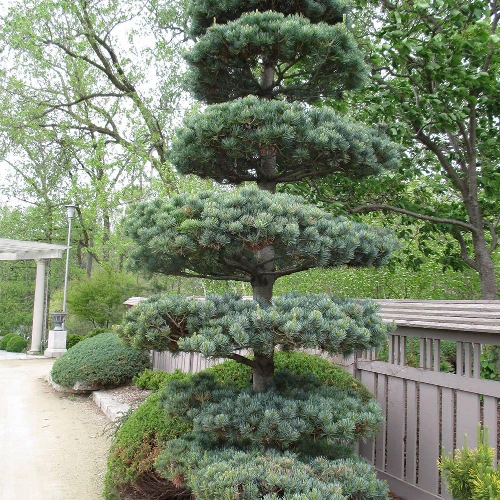 Pin Japonez Albastru (Pinus Parvifolia Glauca) - VERDENA-30-40 cm inaltime, livrat in ghiveci de 5 l