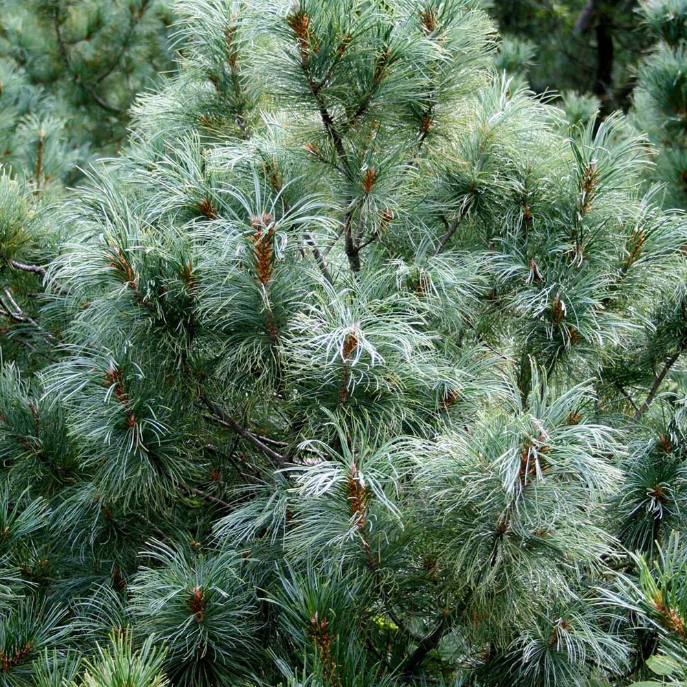 Pin Japonez Albastru (Pinus Parvifolia Glauca) - VERDENA-30-40 cm inaltime, livrat in ghiveci de 5 l