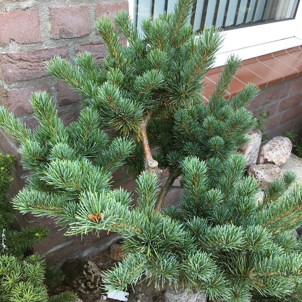 Pin Japonez albstru-verde (Pinus Parvifolia) Aoi - VERDENA-30-40 cm inaltime, livrat in ghiveci de 5 l