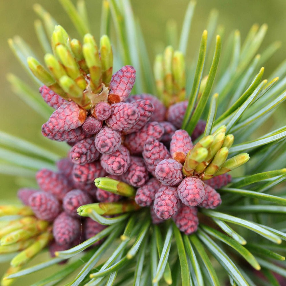Pin Japonez albstru-verde (Pinus Parvifolia) Aoi - VERDENA-30-40 cm inaltime, livrat in ghiveci de 5 l