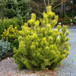 Pin Japonez auriu (Pinus Parvifolia) Goldilocks, cu ace galben-auriu